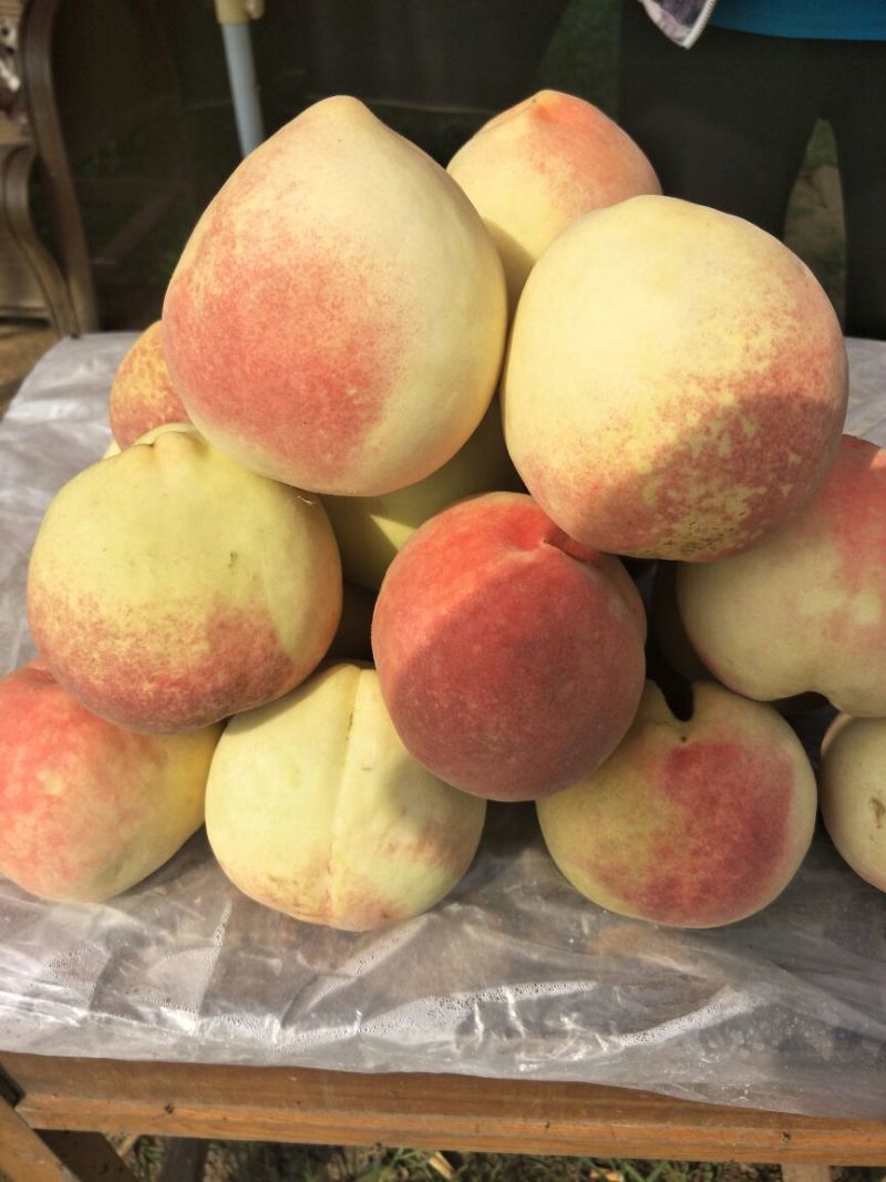 寒露蜜桃树苗80cm以上