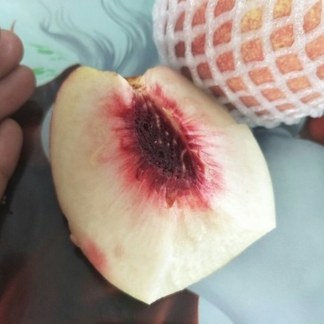 寒露蜜桃树苗80cm以上