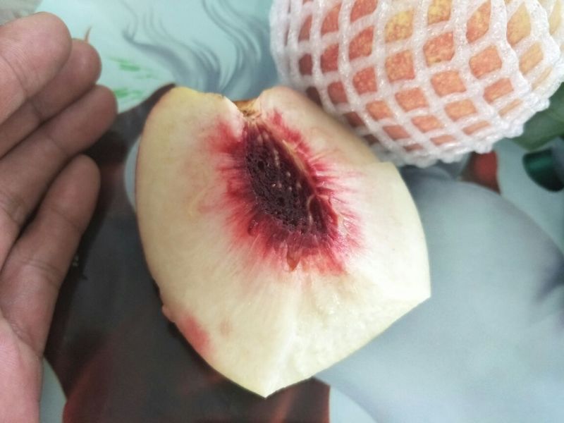 寒露蜜桃树苗80cm以上
