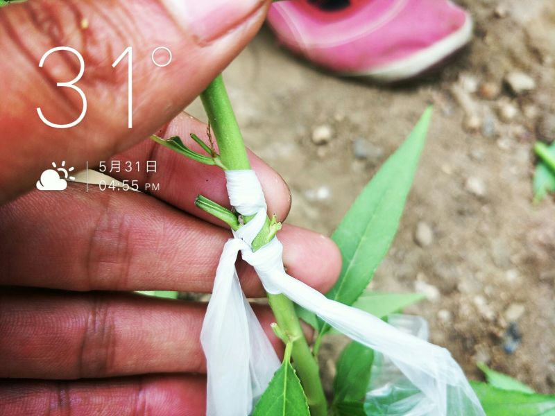 寒露蜜桃树苗80cm以上