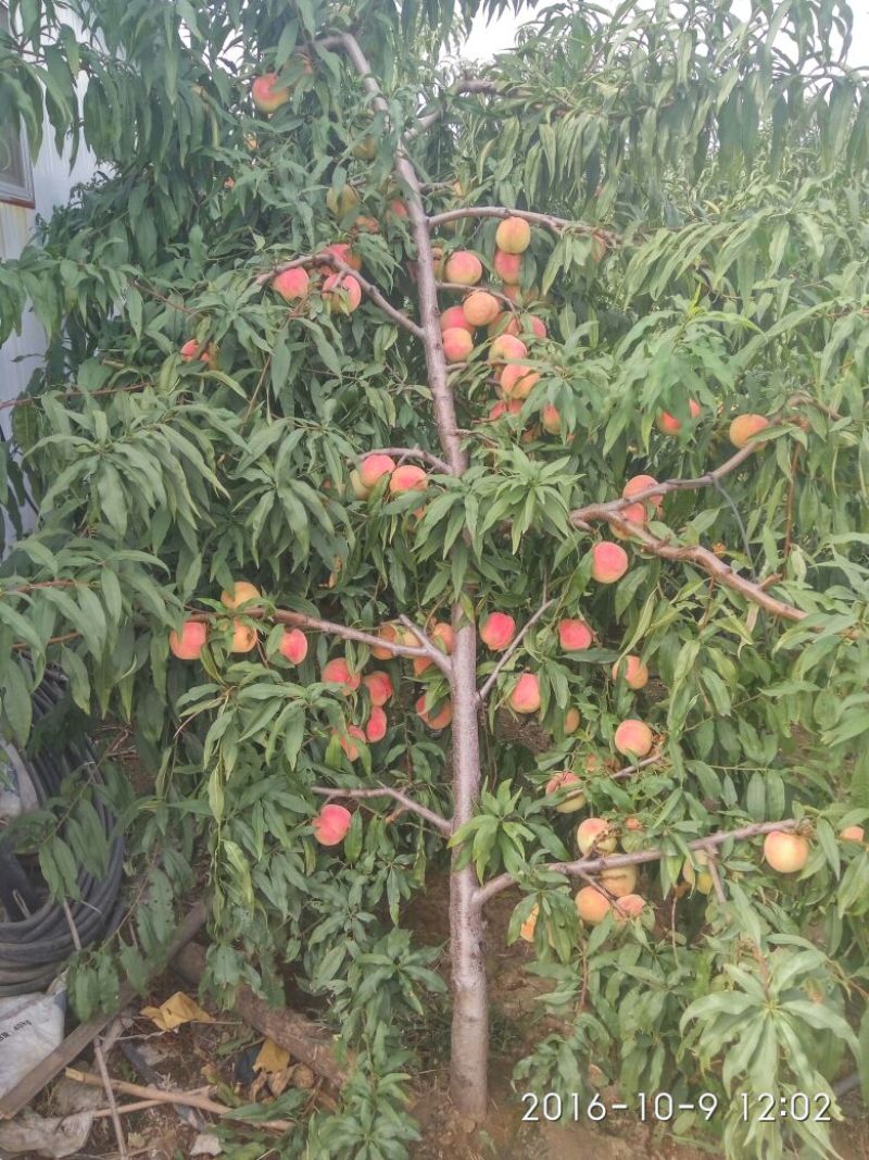 寒露蜜桃树苗80cm以上