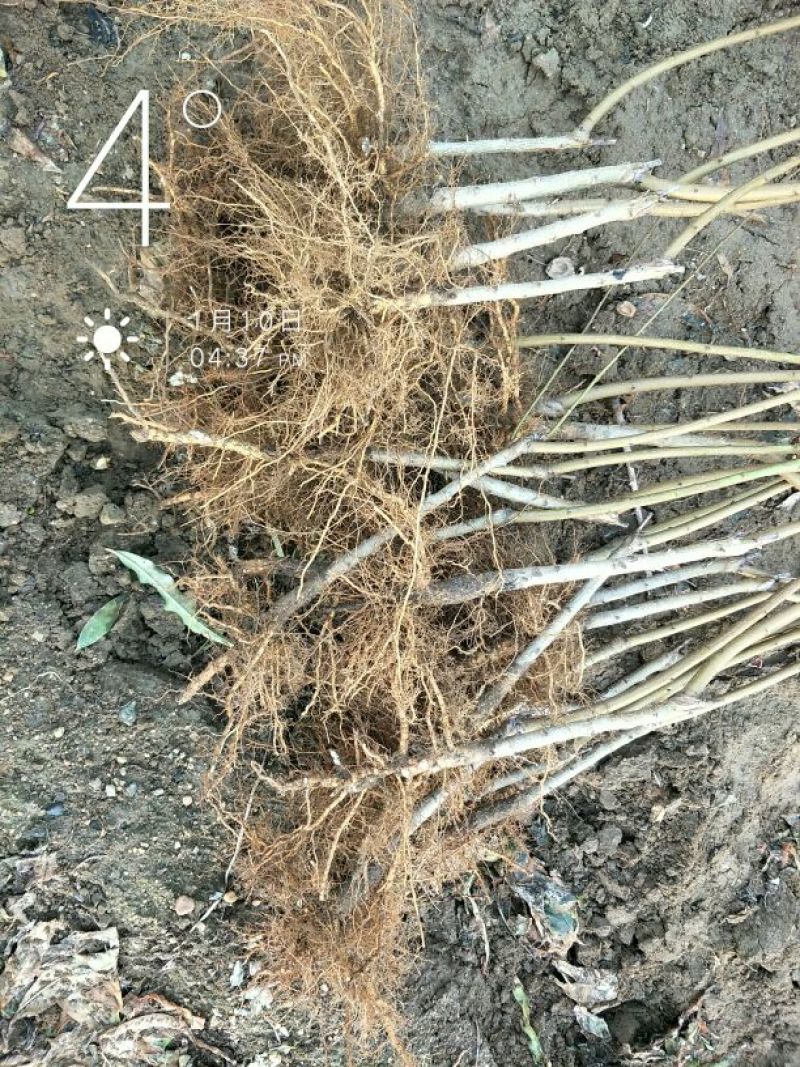 寒露蜜桃树苗80cm以上