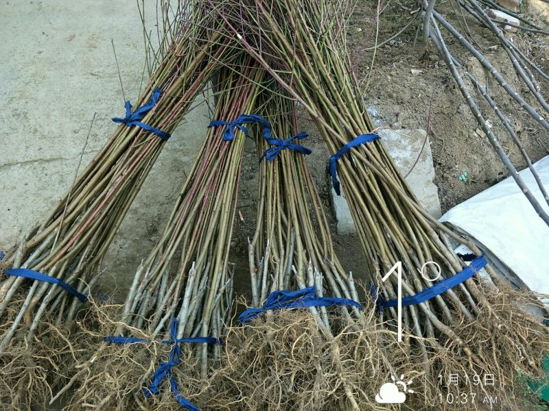 寒露蜜桃树苗80cm以上