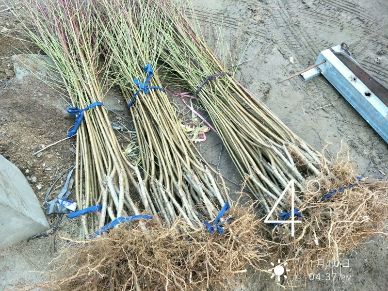 寒露蜜桃树苗80cm以上