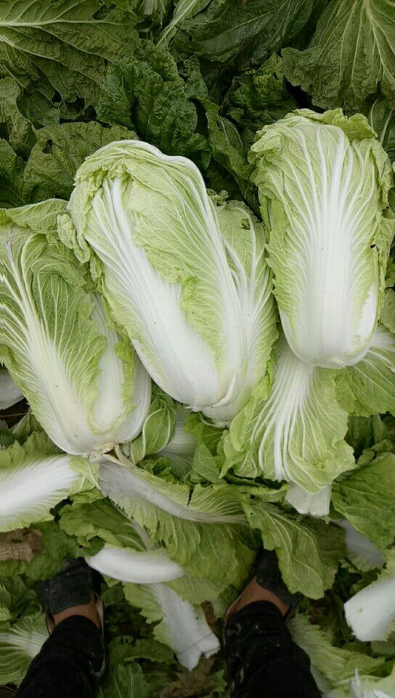 青杂三号三号白菜4~6斤净菜货源充足质量保证欢迎来电