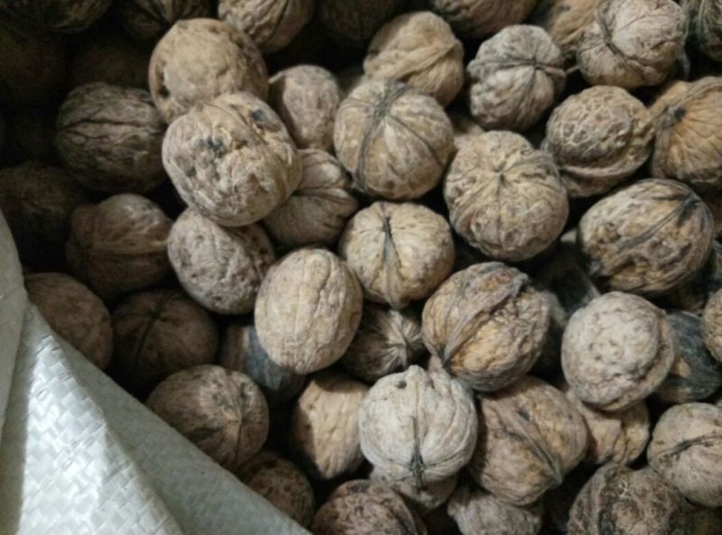 薄皮核桃去皮30mm以上干