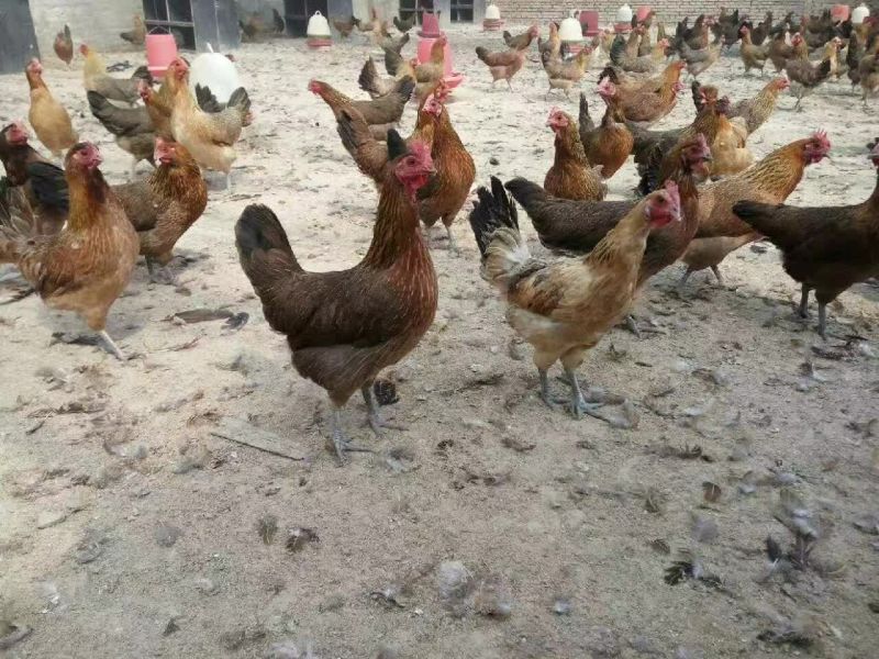 麻鸡9~12月