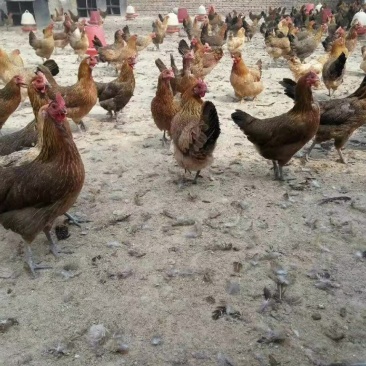 麻鸡9~12月