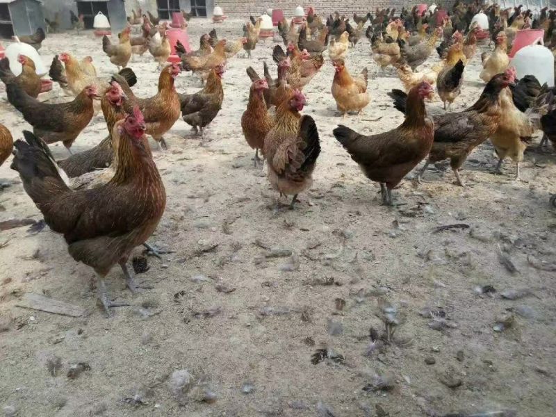 麻鸡9~12月