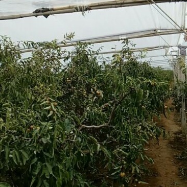 理合富硒冬枣通货