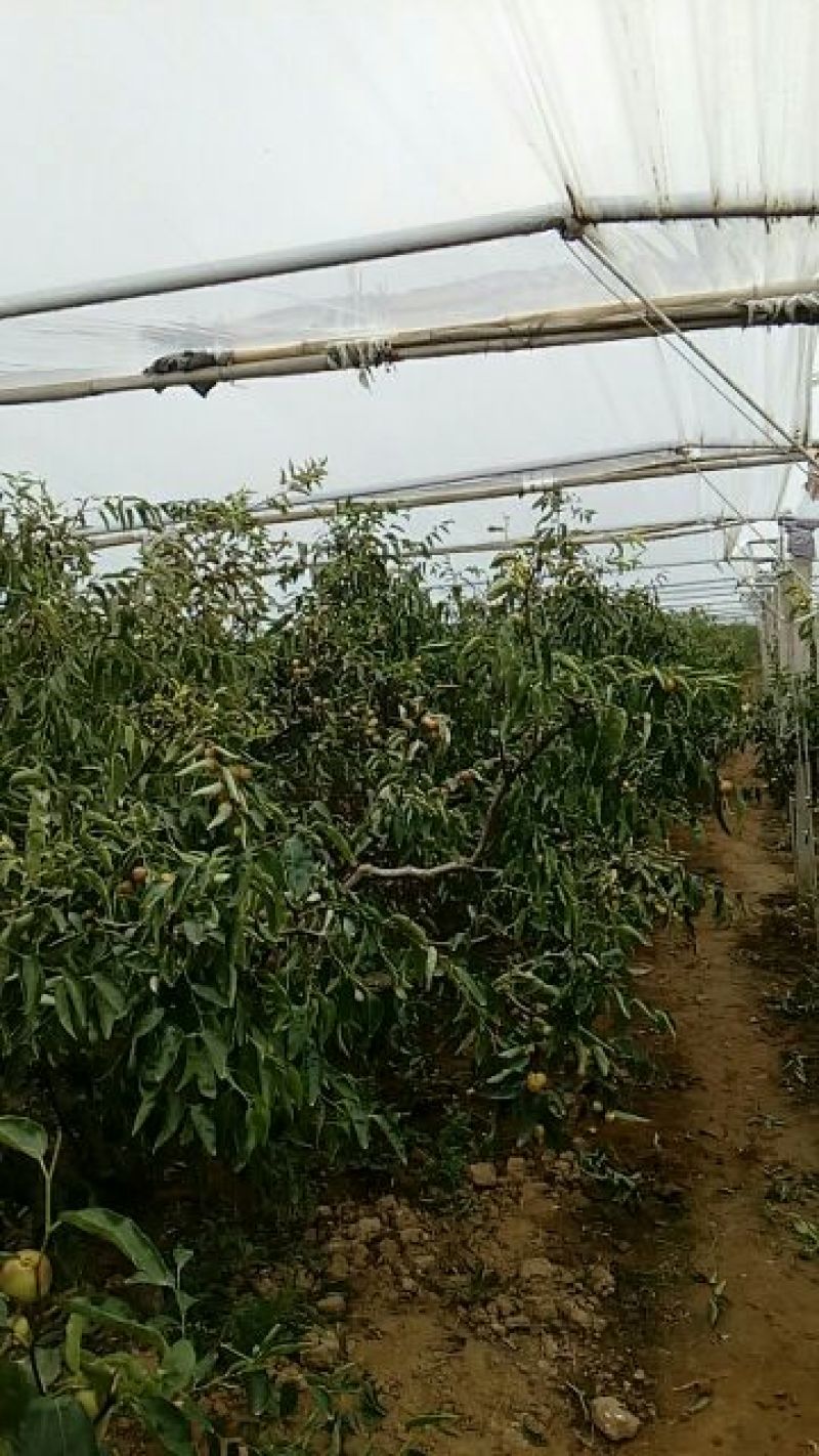 理合富硒冬枣通货