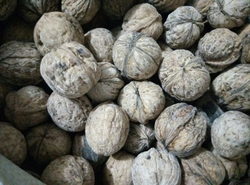 薄皮核桃30mm以上去皮干