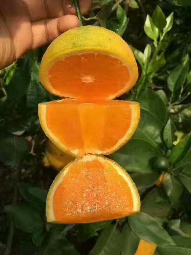 精品脐橙湖北橙子柑橘产地直销保质保量欢迎订购