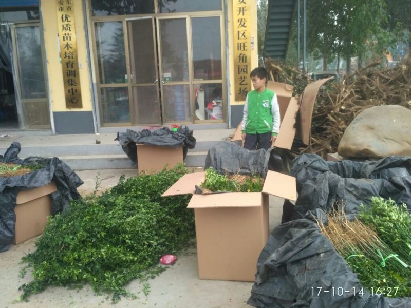 枸橘苗篱笆用枸橘苗