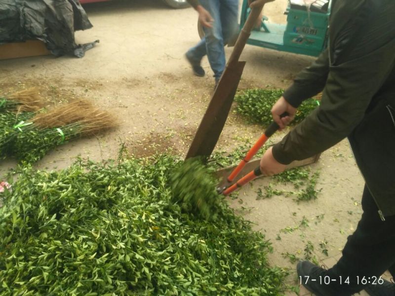 枸橘苗篱笆用枸橘苗