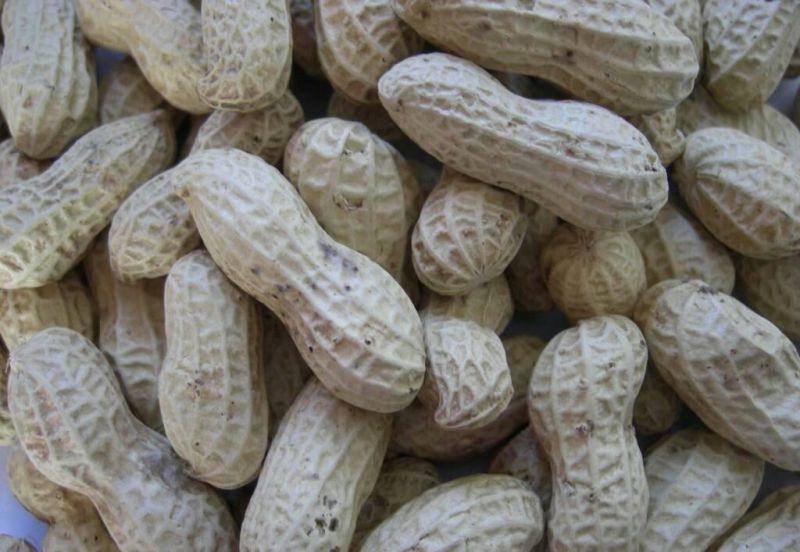 先去尾巴在去杂质在风选花生果后色选花生果