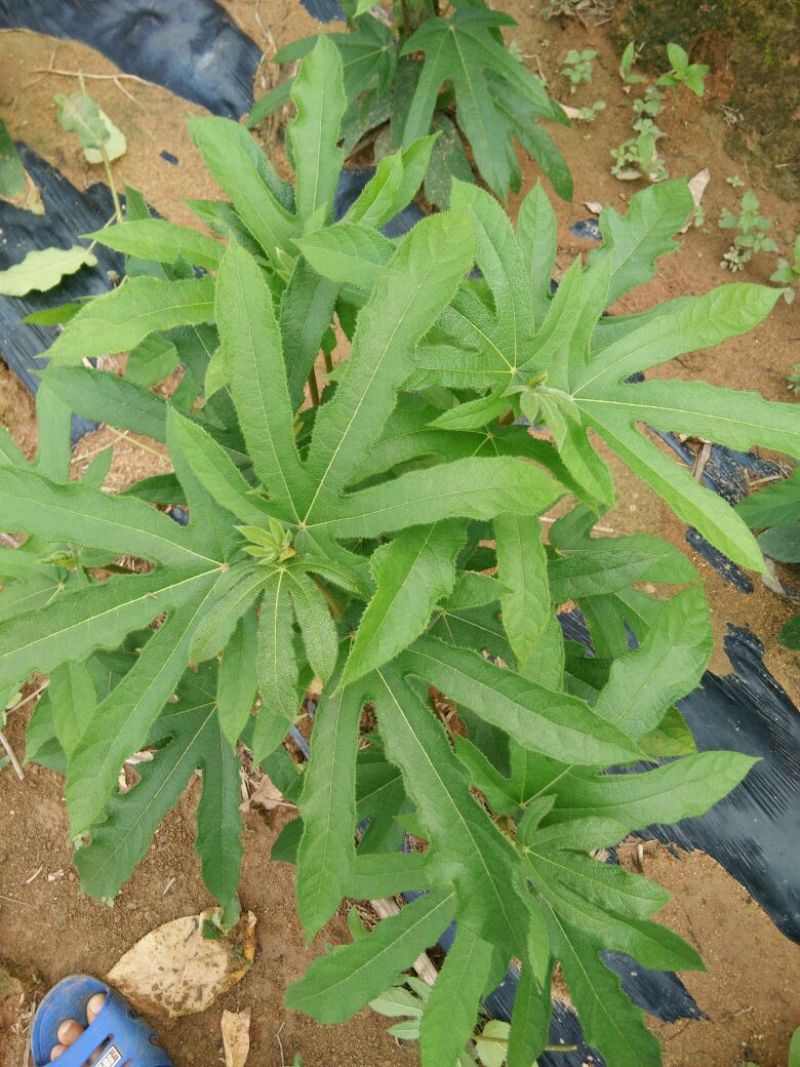 五指毛桃种苗
