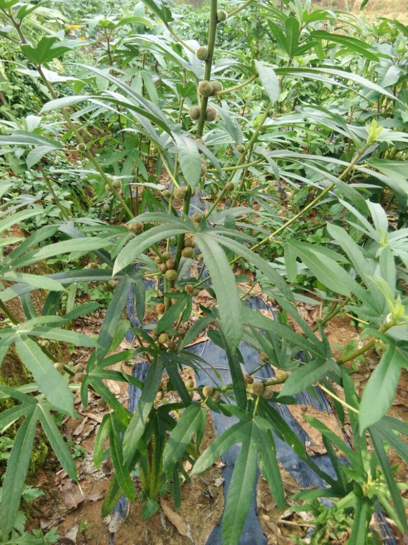 五指毛桃种苗