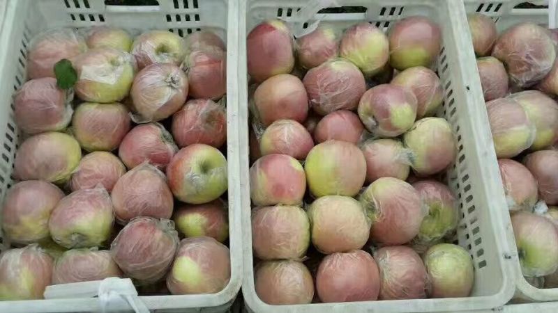 冰糖心红富士苹果脆甜《片红条红全红》