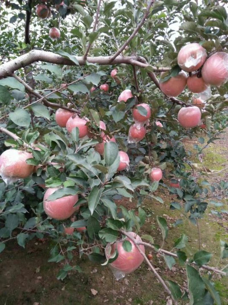 冰糖心红富士苹果脆甜《片红条红全红》