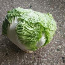 （精品白菜）青白二号大白菜4~6斤净菜