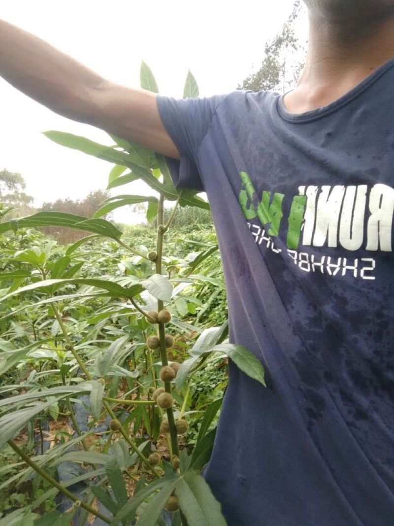 五指毛桃种苗