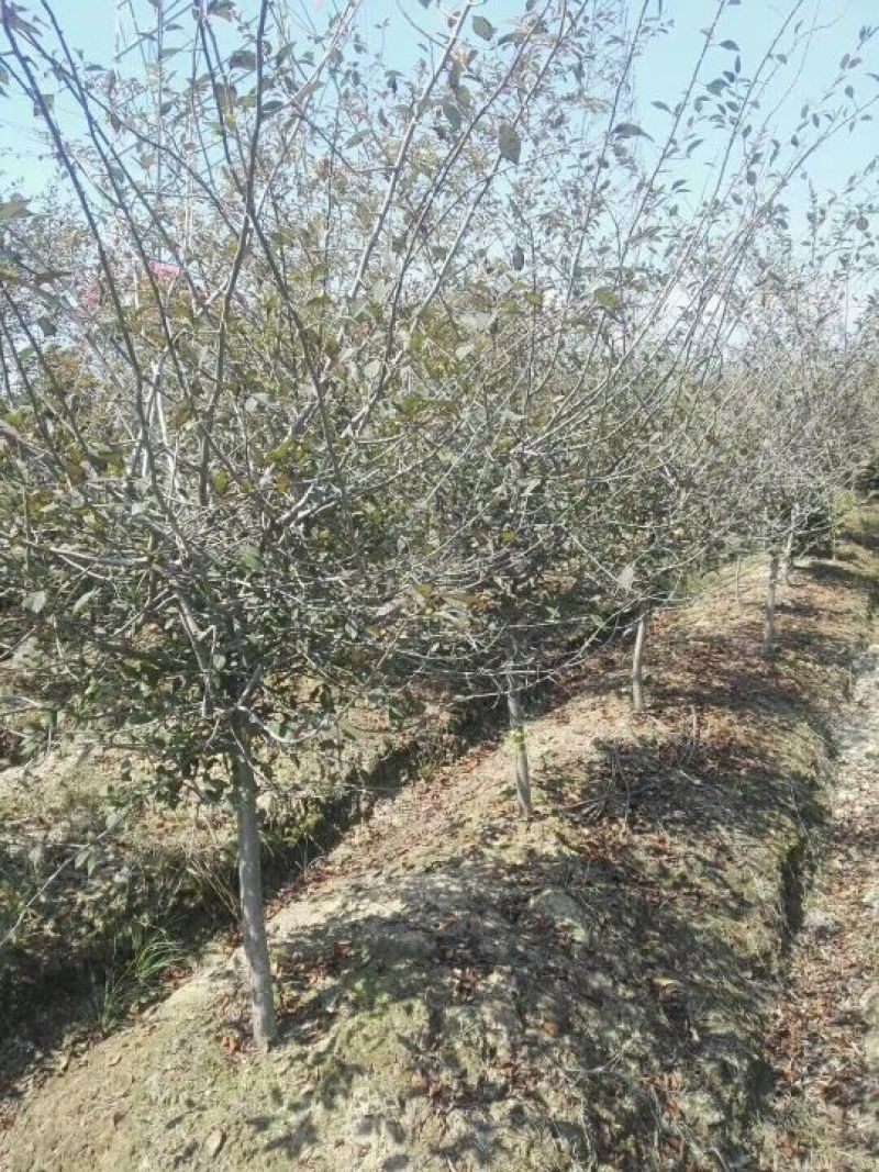 垂丝海棠（规格3～15公分都有）