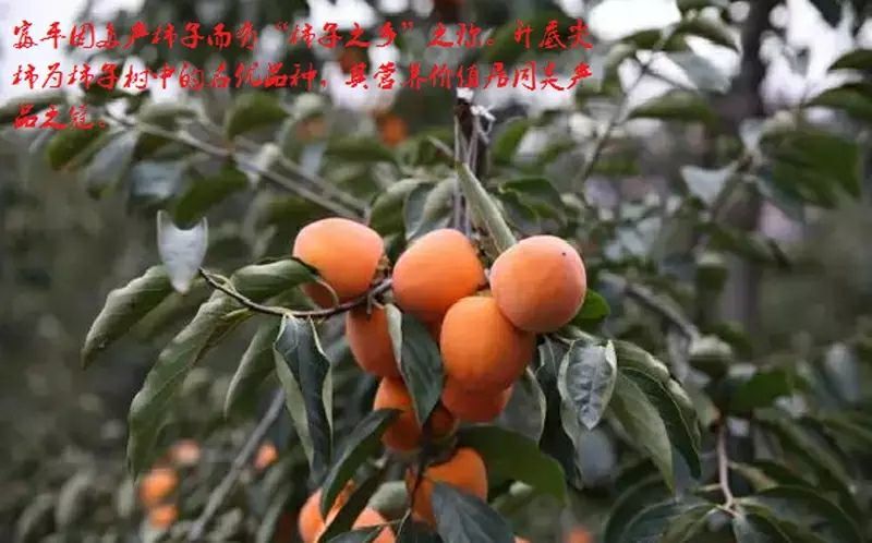 柿饼1~2两
