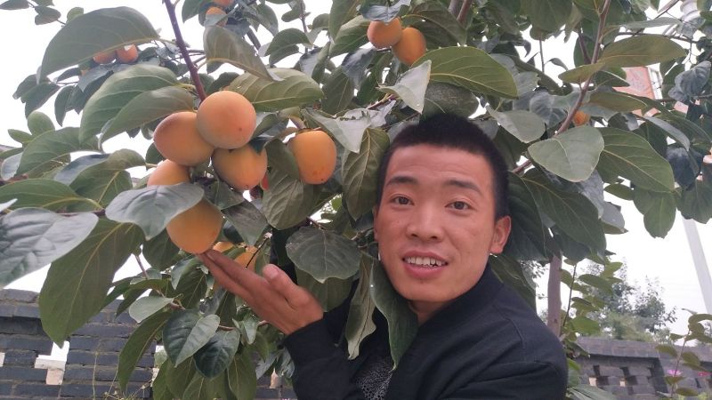 柿饼1~2两