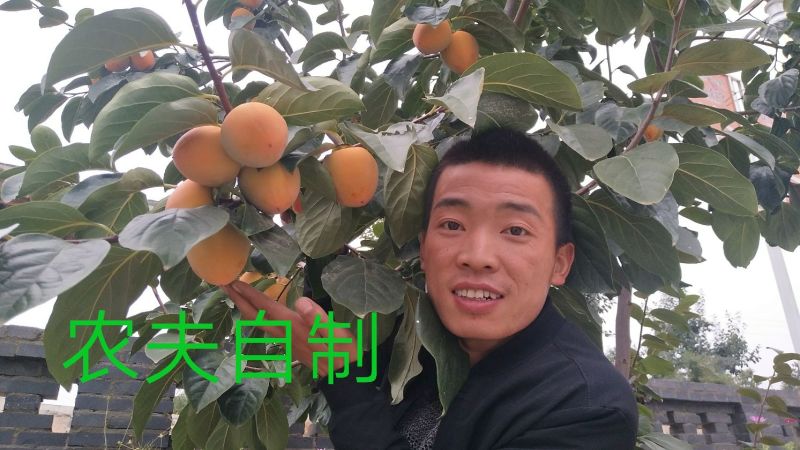 柿饼1~2两