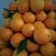 精品秭归脐橙橙子柑橘柑桔果园看货采摘，产地直供