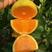 精品秭归脐橙橙子柑橘柑桔果园看货采摘，产地直供