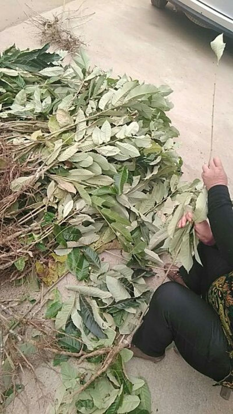 实力板栗苗50~80cm包品种包成活死苗补发免费包邮
