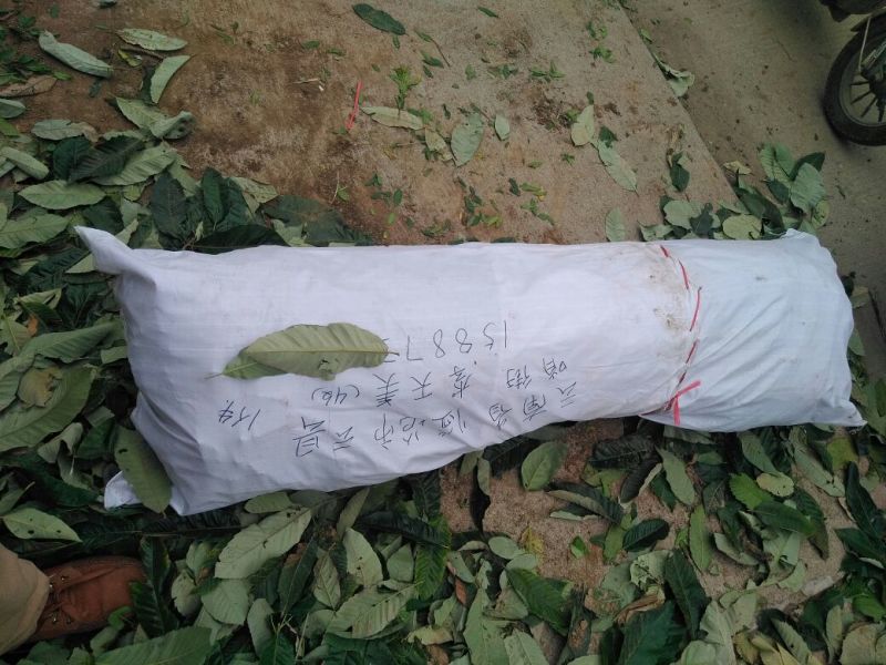 实力板栗苗50~80cm包品种包成活死苗补发免费包邮