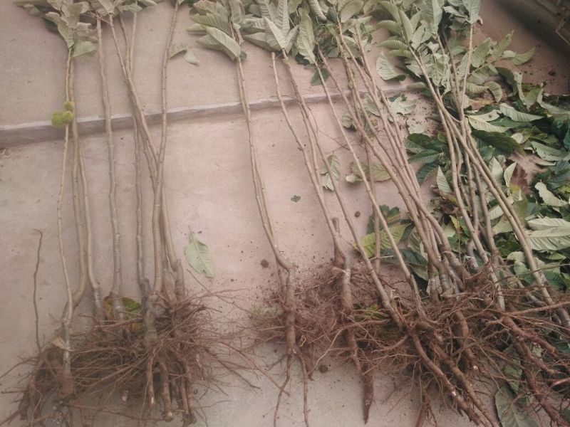 实力板栗苗50~80cm包品种包成活死苗补发免费包邮