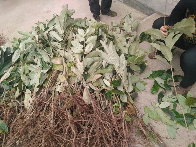 实力板栗苗50~80cm包品种包成活死苗补发免费包邮