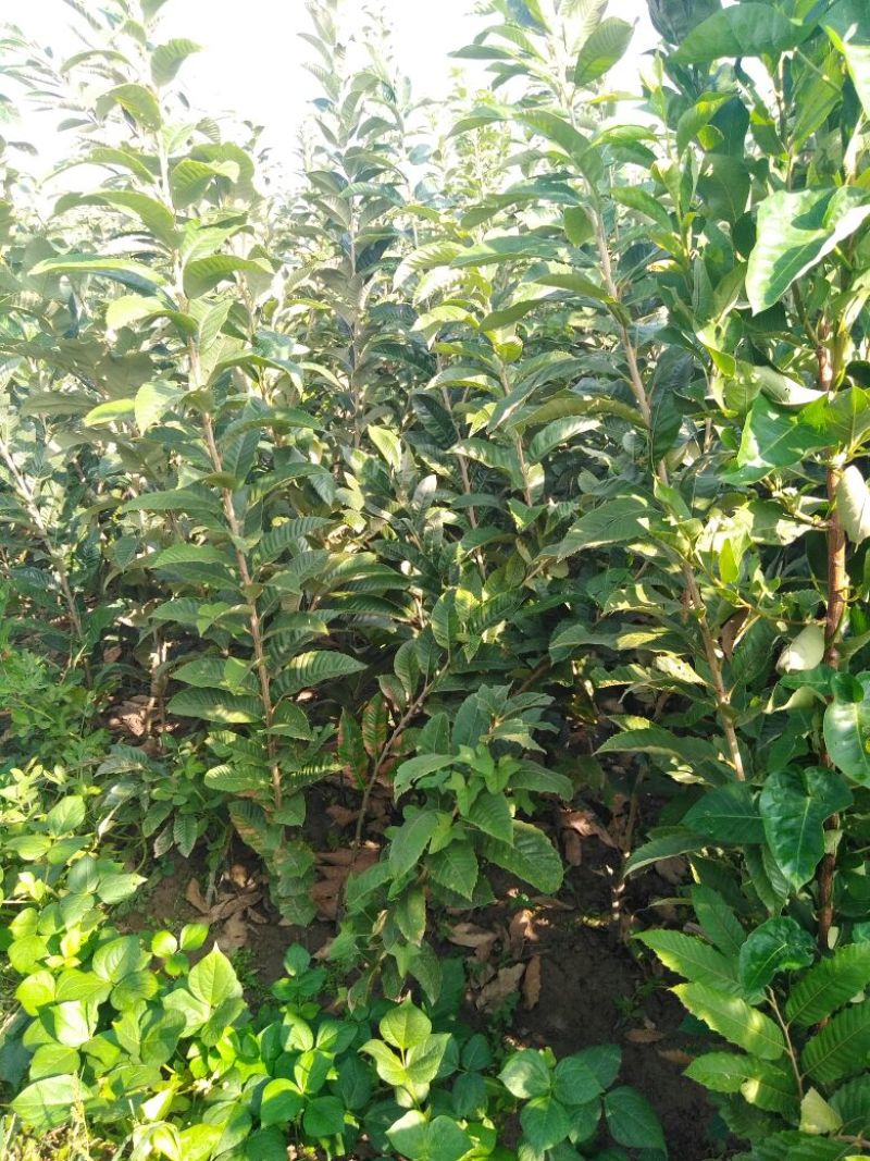 大红袍板栗苗30~50cm包品种包成活死苗补发