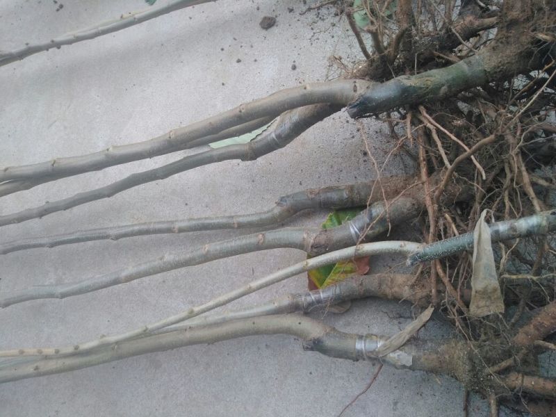 大红袍板栗苗30~50cm包品种包成活死苗补发