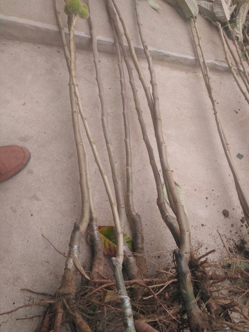 大红袍板栗苗30~50cm包品种包成活死苗补发