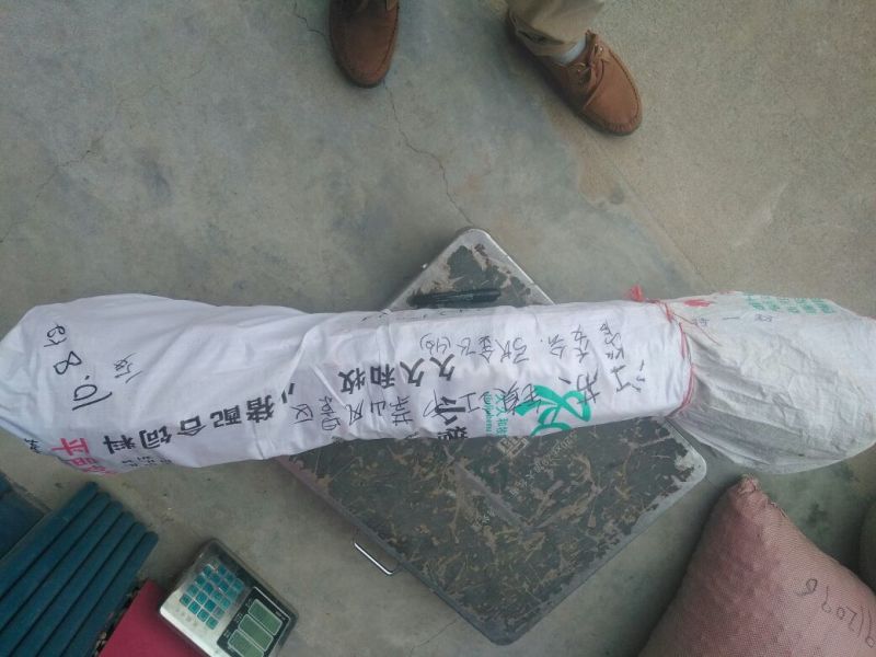 大红袍板栗苗30~50cm包品种包成活死苗补发