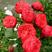红玫瑰苗20~30cm