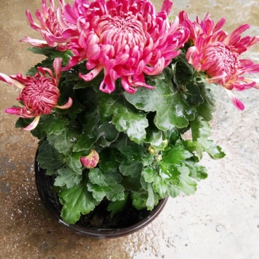菊花苗基地菊花带花苞价格低