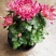 菊花苗基地菊花带花苞价格低