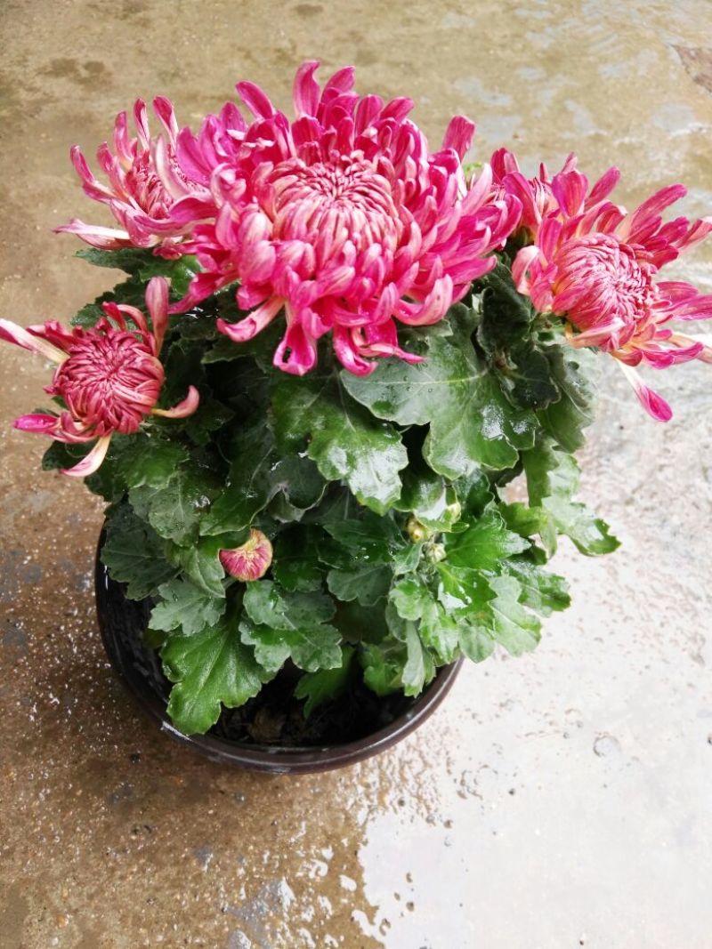 菊花苗基地菊花带花苞价格低
