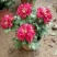 菊花苗基地菊花带花苞价格低