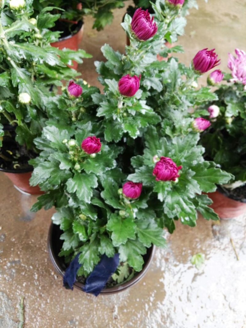 菊花苗基地菊花带花苞价格低