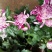 菊花苗基地菊花带花苞价格低