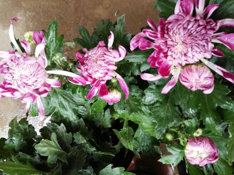 菊花苗基地菊花带花苞价格低