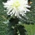 菊花苗基地菊花带花苞价格低