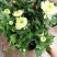 菊花苗基地菊花带花苞价格低